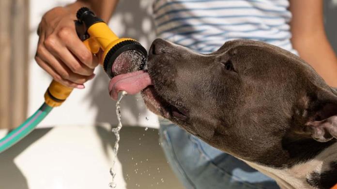 Mascotas: Así puedes refrescar a tu perro para que no sufra un golpe de calor Mascotas: Así puedes refrescar a tu perro para que no sufra un golpe de calor
