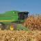 Por arrancar trillas de maíz; productores esperan buenos rendimientos