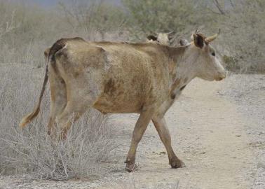 Reto de productores, alimento para ganado