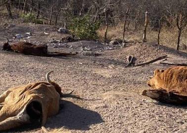 Álamos enfrenta la peor crisis ganadera