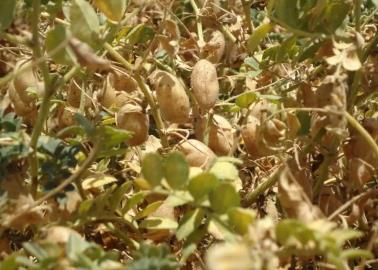 Inifap evalúa líneas élites de garbanzo