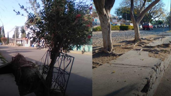 Estos son los árboles que no se recomienda plantar cerca de banquetas Estos son los árboles que no se recomienda plantar cerca de banquetas