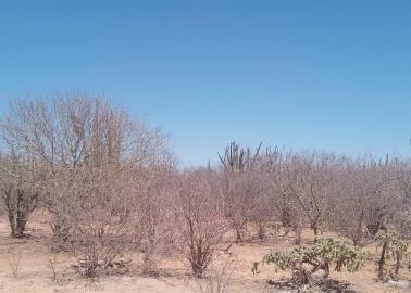 Itson investiga escasez de pithaya en sur de Sonora Itson investiga escasez de pithaya en sur de Sonora