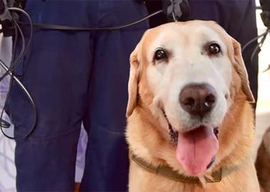 Fallece Bubu, el exagente canino de Hermosillo, Sonora