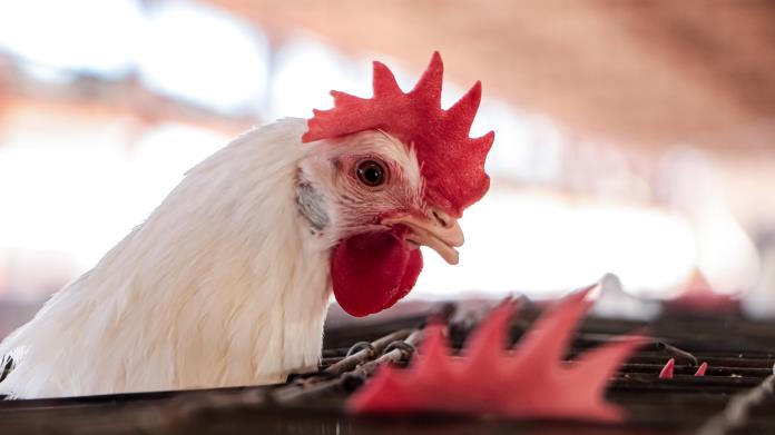 OMS confirma primera muerte humana por gripe aviar H5N2 en México OMS confirma primera muerte humana por gripe aviar H5N2 en México