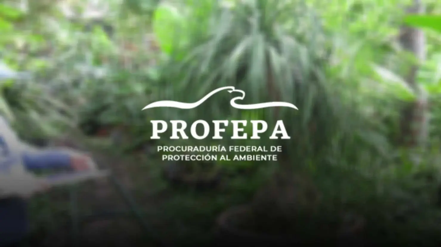 Esta es la popular planta ornamental por la que podrían multarte y no es la mariguana