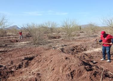 Contin&uacute;an reforestaci&oacute;n con &aacute;rboles end&eacute;micos en Loma de Guamuchil