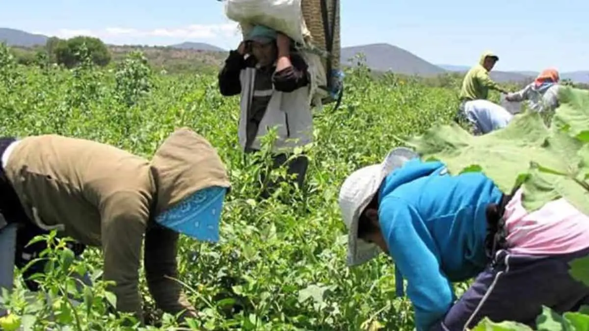 Jornaleros del Mayo no tienen trabajo; los campos lucen desiertos