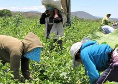 Jornaleros del Mayo no tienen trabajo; los campos lucen desiertos