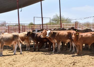 Sequía en Sonora disminuye hato ganadero