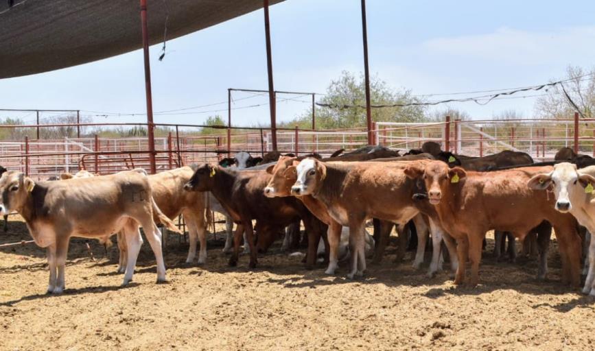 Sequía en Sonora disminuye hato ganadero