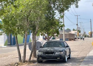 Buscan mitigar las islas de calor en Cajeme reforestando con especies endémicas