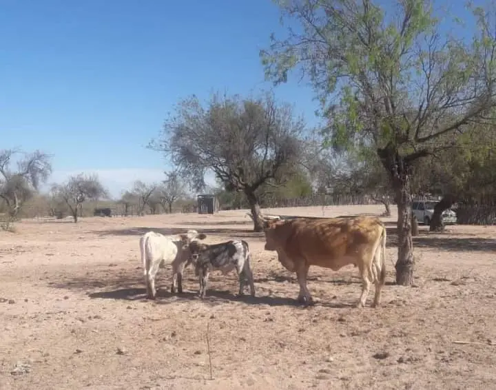 Ganaderos del sur de Sonora confían en que lleguen las lluvias