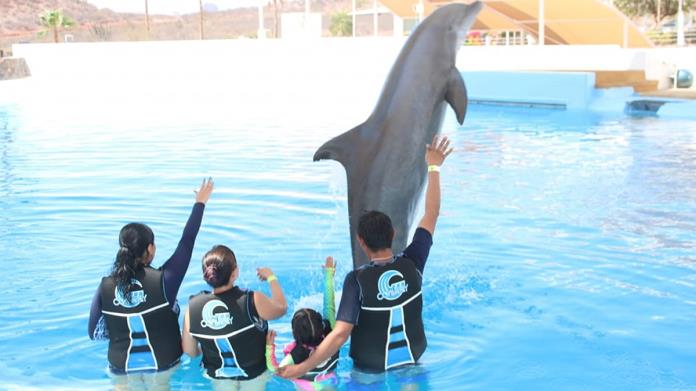 DIF Cajeme invita a registrarse a delfinoterapias gratuitas; estos son los requisitos DIF Cajeme invita a registrarse a delfinoterapias gratuitas; estos son los requisitos