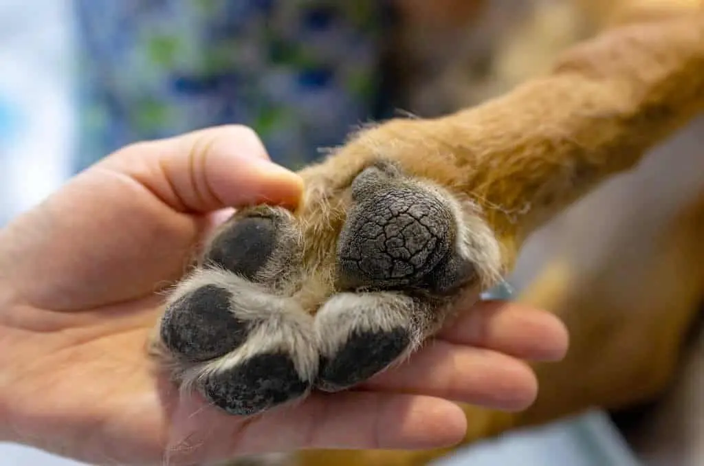 Calor afecta a las mascotas, especialmente sus patas