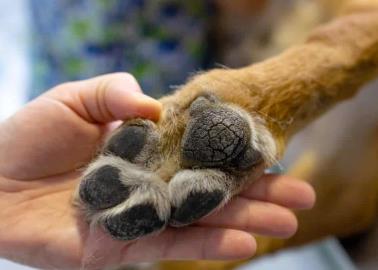 Calor afecta a las mascotas, especialmente sus patas