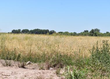 Incosteable rentar tierras para la siembra de trigo: Mario Pablos