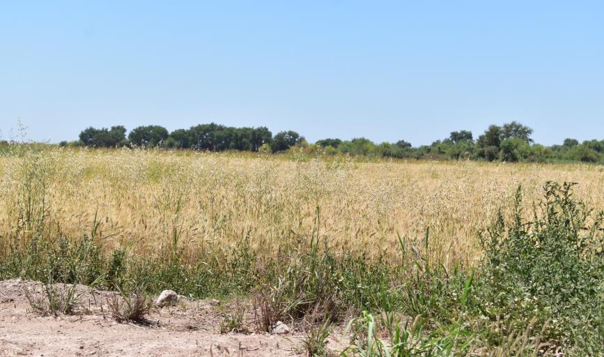 Incosteable rentar tierras para la siembra de trigo: Mario Pablos