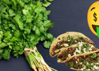 Se dispara el precio del cilantro, hasta 700 pesos por kilo, ¿aumentará los tacos?