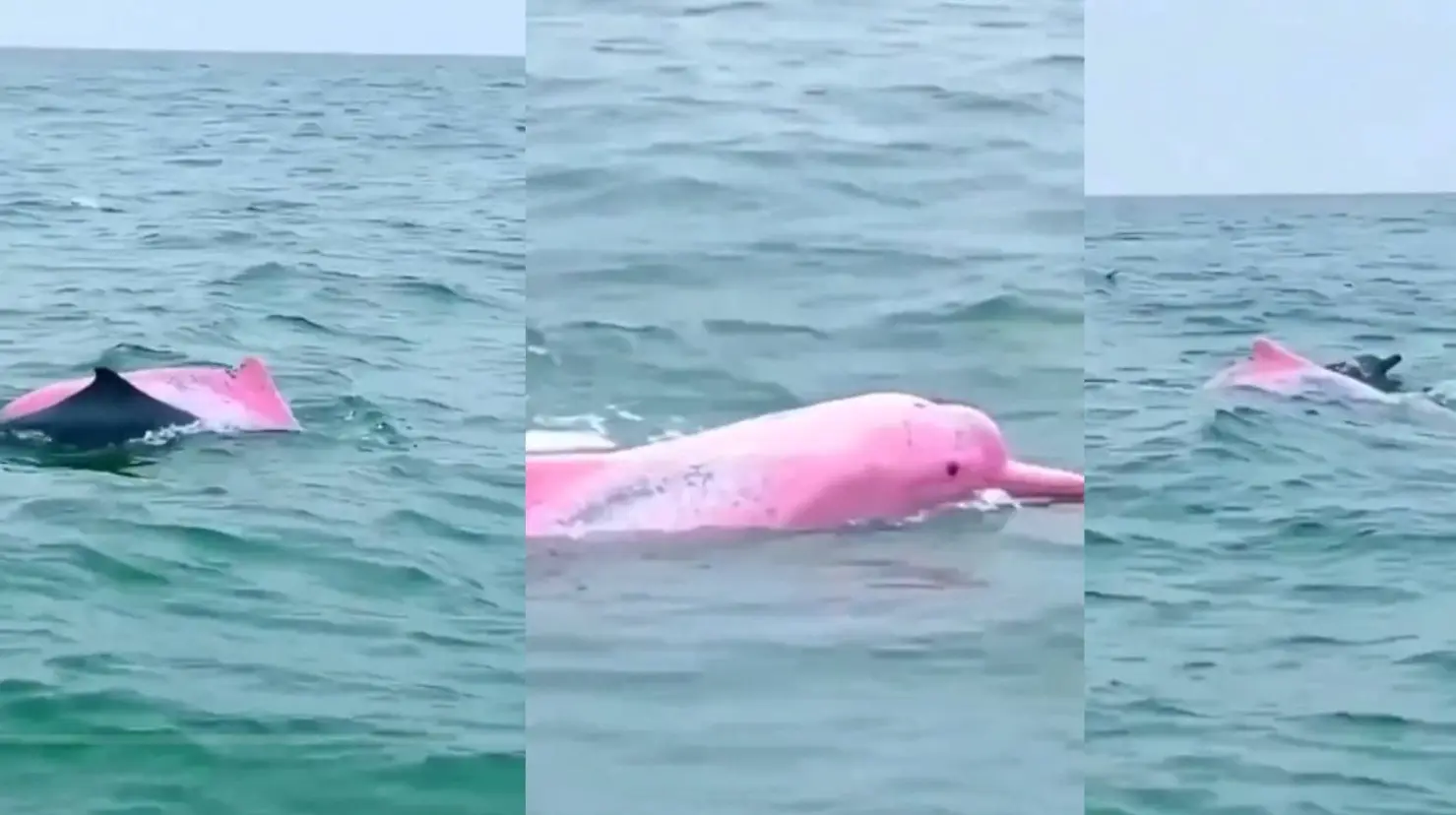 ¿Apareció un delfín color en rosa en Mazatlán? Esto sabemos 
