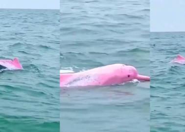 ¿Apareció un delfín color en rosa en Mazatlán? Esto sabemos 