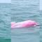 ¿Apareció un delfín color en rosa en Mazatlán? Esto sabemos 