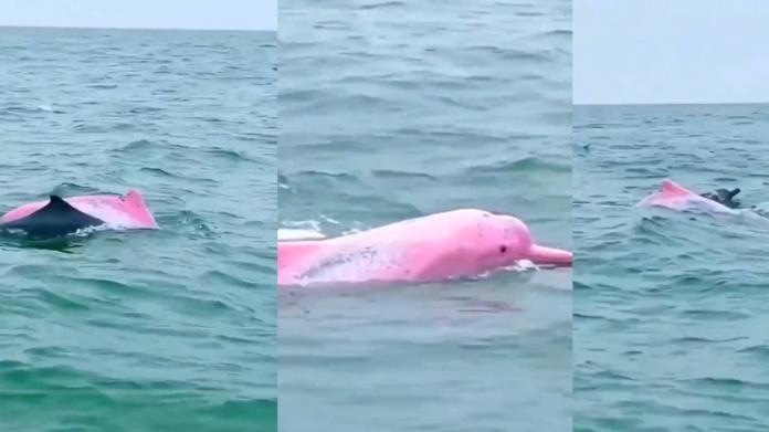 ¿Apareció un delfín color en rosa en Mazatlán? Esto sabemos ¿Apareció un delfín color en rosa en Mazatlán? Esto sabemos