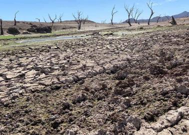 Cambio climático daña flora y fauna