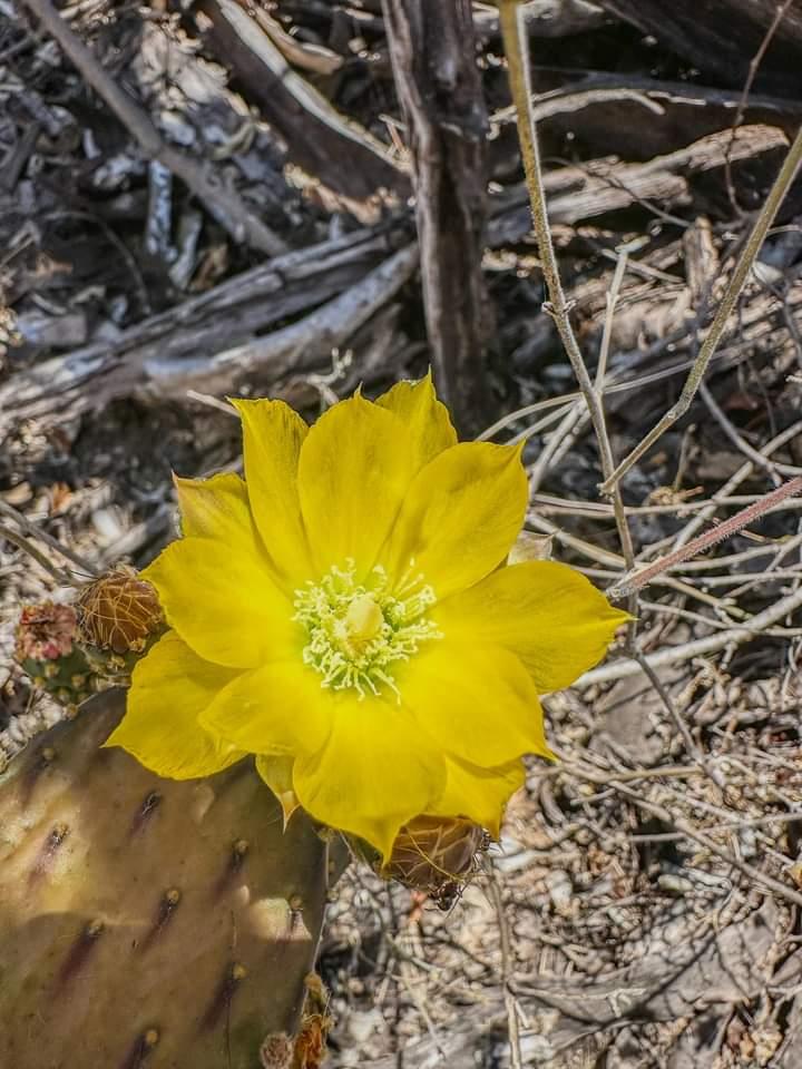 Ambientalistas buscan ampliar la Reserva Monte Mojino en Álamos