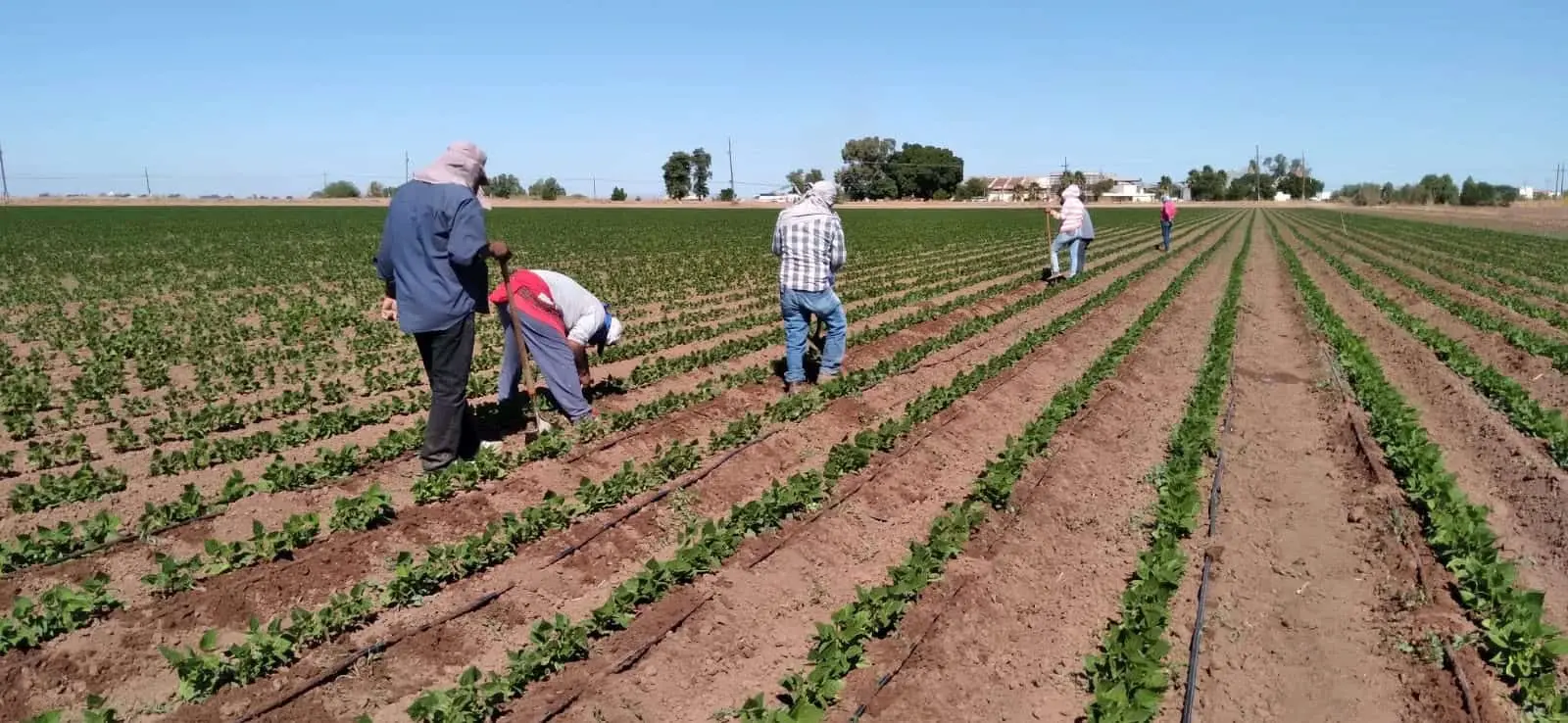 Grave crisis en el campo