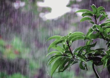 ¿El olor a tierra mojada tiene nombre? Esto sabemos