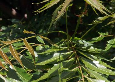 Beneficios del árbol neem en la temporada de lluvias: sombra y frescura contra el calor