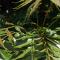 Beneficios del árbol neem en la temporada de lluvias: sombra y frescura contra el calor