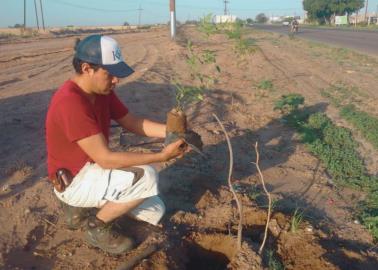 Navojoa contará con un Consejo Ciudadano de Reforestación