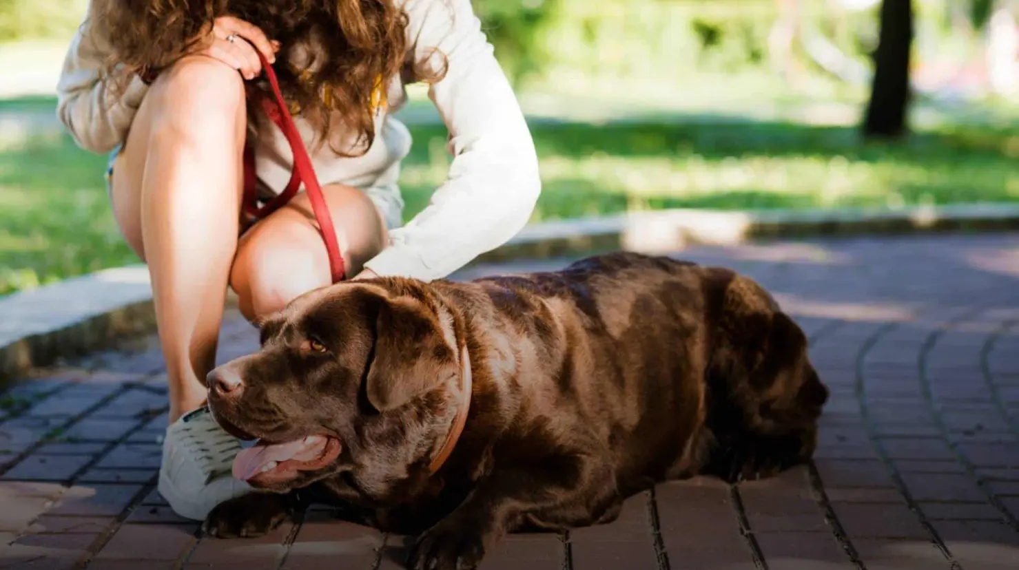 Golpe de calor en mascotas: ¿Cómo proteger sus ojos ante las altas temperaturas?