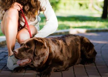 Golpe de calor en mascotas: ¿Cómo proteger sus ojos ante las altas temperaturas?