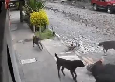 VIDEO | Imágenes fuertes: Perros atacan ferozmente a mujer de la tercera edad