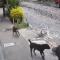 VIDEO | Imágenes fuertes: Perros atacan ferozmente a mujer de la tercera edad