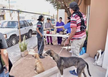 Muere otra persona por rickettsia en Sonora; suman 15 decesos en 2024  