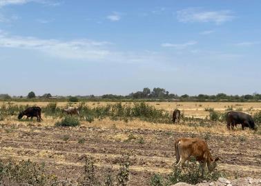 Sequía eleva los costos de producción de ganado en el sur de Sonora ¡POR LOS CIELOS!