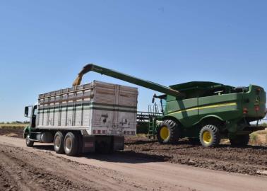 Se llevan trigo y no lo pagan a productores del sur de Sonora