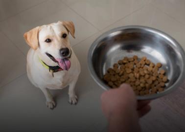 ¿Alimentar una vez al día a tu perro mejora su salud? Esto sabemos