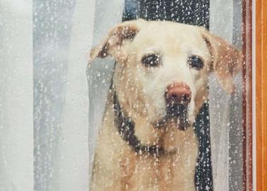 Consejos para proteger a tu mascota durante la temporada de lluvias