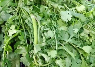 Precio del cilantro ¡POR LAS NUBES! Sube en un 400% en Ciudad Obregón