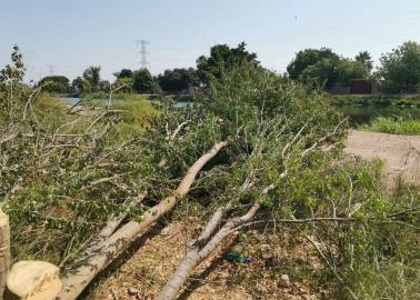 Denuncian a CFE por ecocidio en Parque Lineal Meridiano en Cajeme