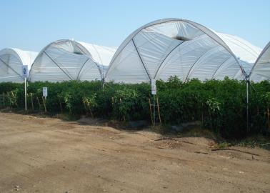Productores del Valle del Yaqui le apuestan a la agricultura protegida 