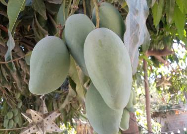 Esperan corte de mangos para septiembre en el Valle del Yaqui