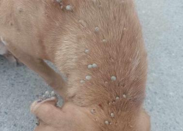 En la Región del Mayo se registra el 20% de las muertes de Rickettsia en Sonora