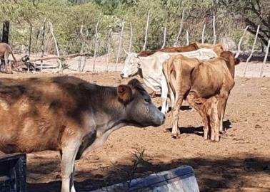 Sequía: Sigue sin llover en Etchojoa, se registra mortandad de ganado