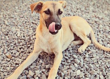 Mascotas:  Remedios caseros para eliminar las garrapatas de los perros